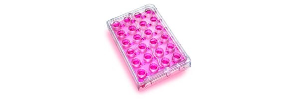 Cell Culture
