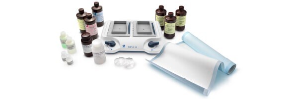 Western Blotting