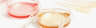 Cell Culture Cell Culture