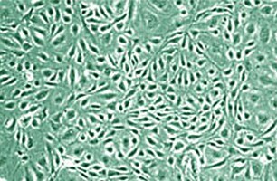 cell-lines cell-lines