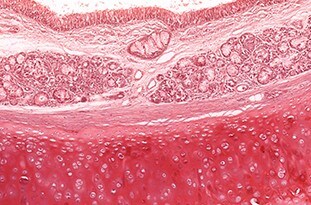 tissue-processing-histology