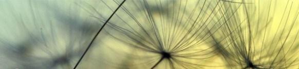 combatting-climate-change-allergies-99808 combatting-climate-change-allergies-99808