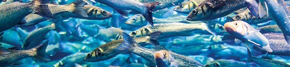 mercury-contamination mercury-contamination