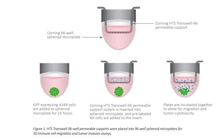immune-oncology-research-figure1 immune-oncology-research-figure1