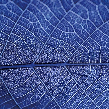 life-sciences-learning-how-plants-breathe-20-0262