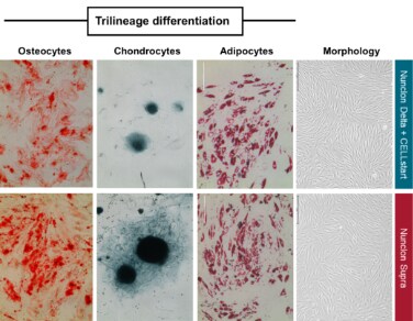 Figure 1. Nunclon Supra surfaces support MSC attachment and differentiation potential to adipocytes (Oil Red O staining), chondrocytes (Alcian Blue staining), and osteocytes (Alizarin Red staining). Figure 1. Nunclon Supra surfaces support MSC attachment and differentiation potential to adipocytes (Oil Red O staining), chondrocytes (Alcian Blue staining), and osteocytes (Alizarin Red staining).