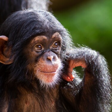 It’s No Joke—Apes Seem to Find Humor Appealing