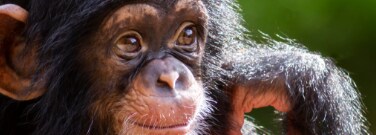 It’s No Joke—Apes Seem to Find Humor Appealing