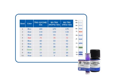 Protein Extraction and Loading