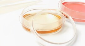 Petri dishes filled with media with a lid leaning on one of the dishes.