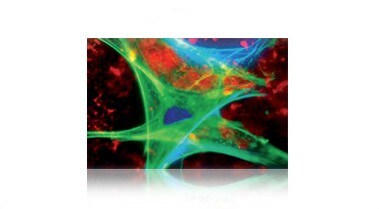 Colorful cells