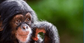 It’s No Joke—Apes Seem to Find Humor Appealing